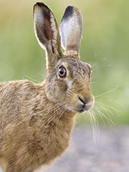Lepus20