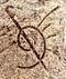 Graptolite