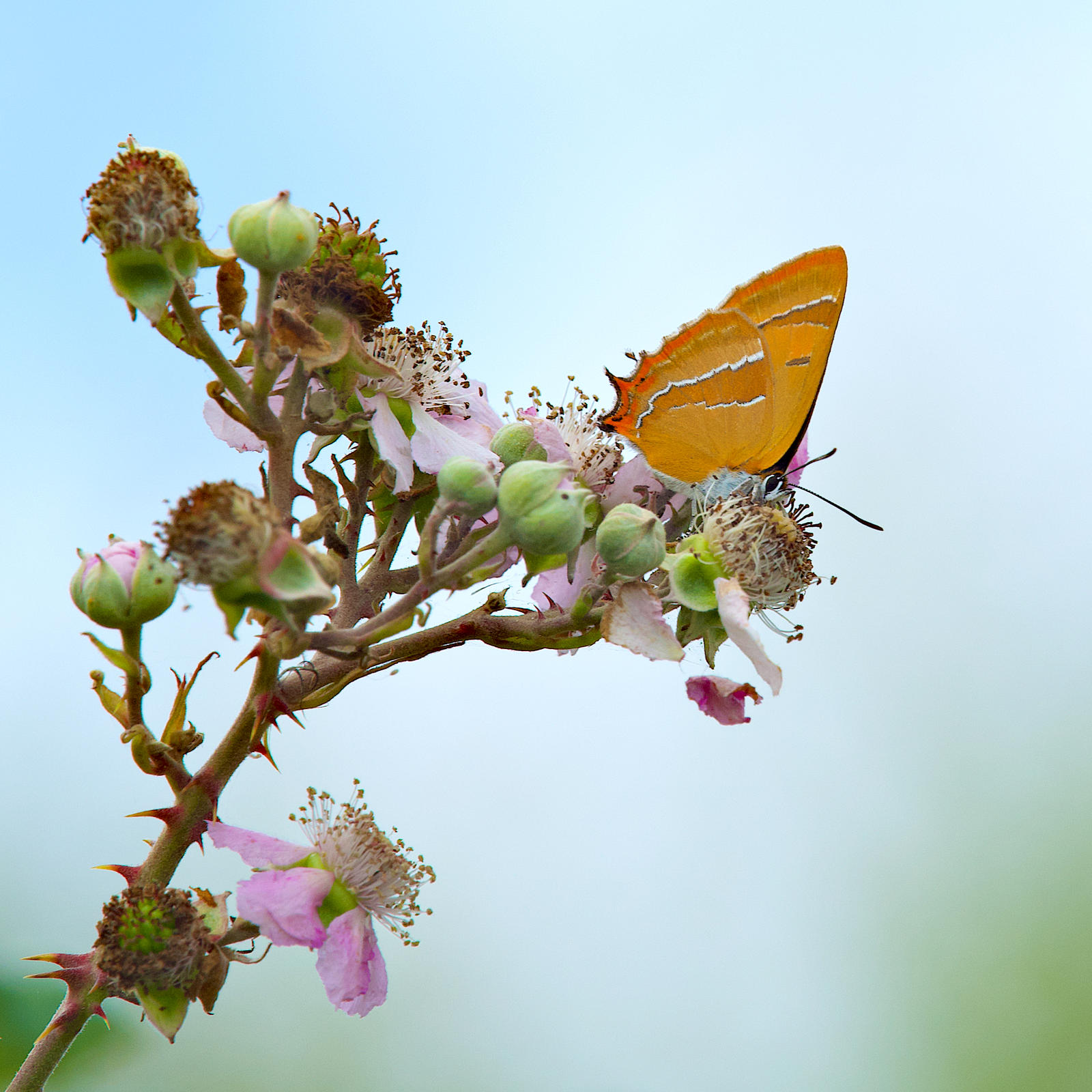Click image for larger version

Name:	brown hairstreak.jpg
Views:	648
Size:	265.9 KB
ID:	774523
