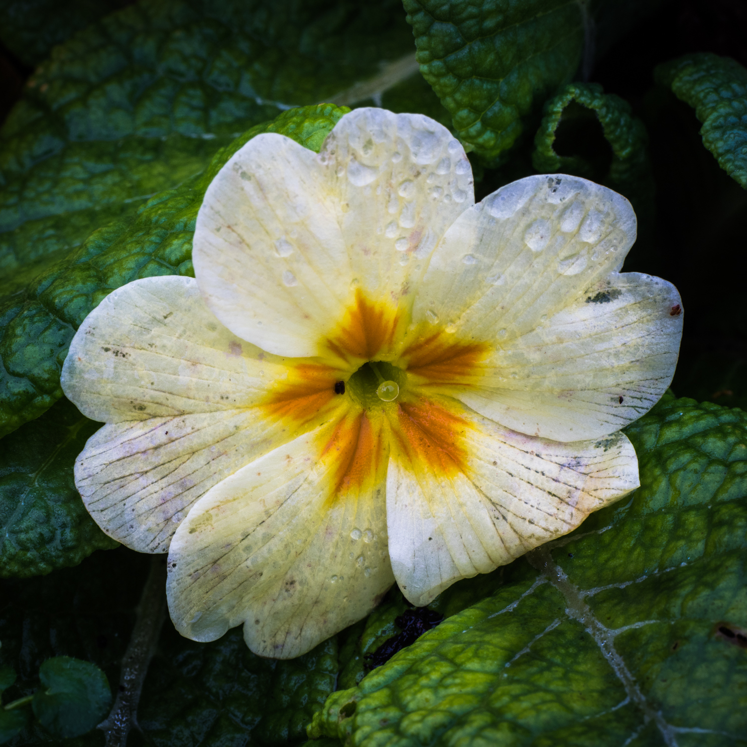 Click image for larger version

Name:	Day 71 Primrose.jpg
Views:	42
Size:	1.47 MB
ID:	774676