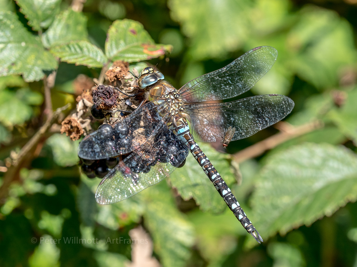 Click image for larger version

Name:	Summer_leys-9176406.jpg
Views:	5638
Size:	403.6 KB
ID:	780454