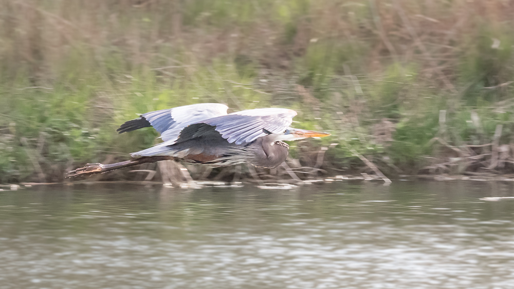 Click image for larger version

Name:	heron.jpg
Views:	140
Size:	245.0 KB
ID:	781039