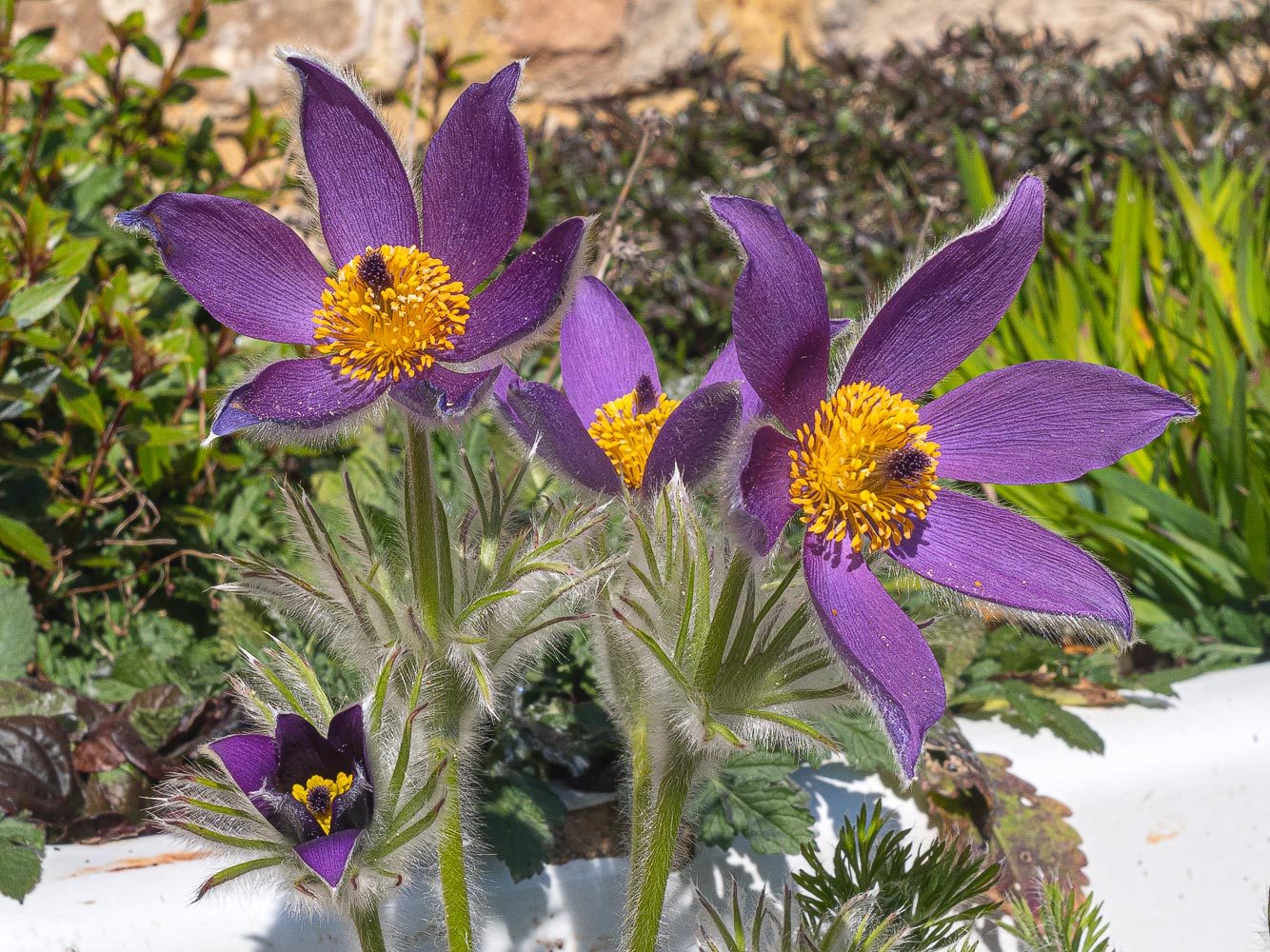 Click image for larger version

Name:	170560166.decVq8nf.flower.jpg
Views:	104
Size:	354.6 KB
ID:	783282