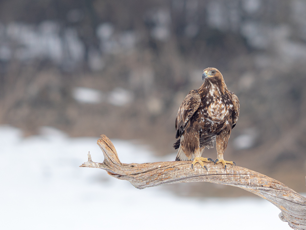 Click image for larger version  Name:	 Views:	0 Size:	473.9 KB ID:	784843