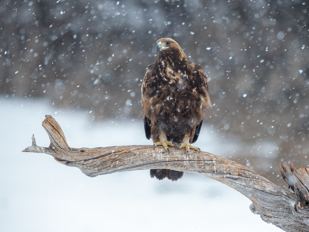 Click image for larger version  Name:	 Views:	0 Size:	368.9 KB ID:	784845