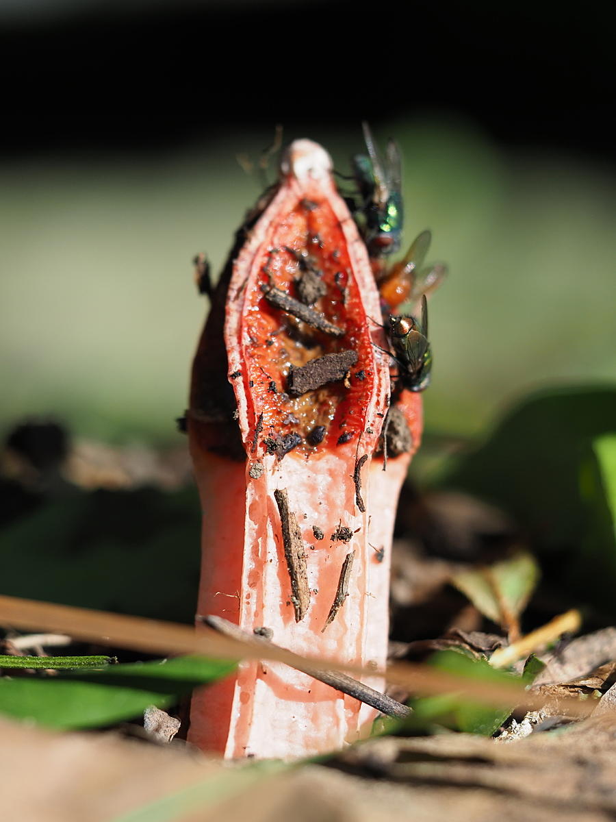 Click image for larger version  Name:	K4154112-s.jpg Views:	0 Size:	529.9 KB ID:	788092