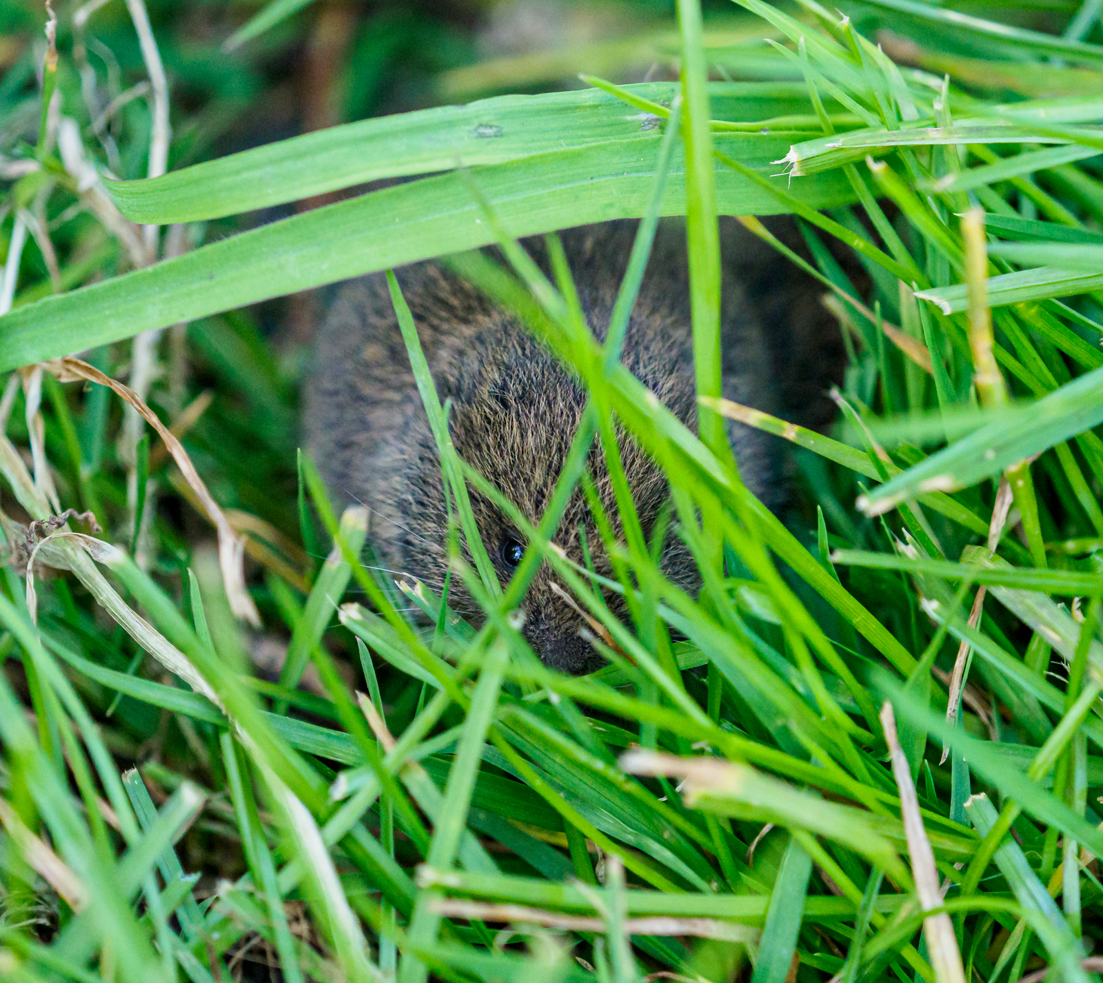 Click image for larger version  Name:	20200419-P4193703.jpg Views:	0 Size:	2.31 MB ID:	789318