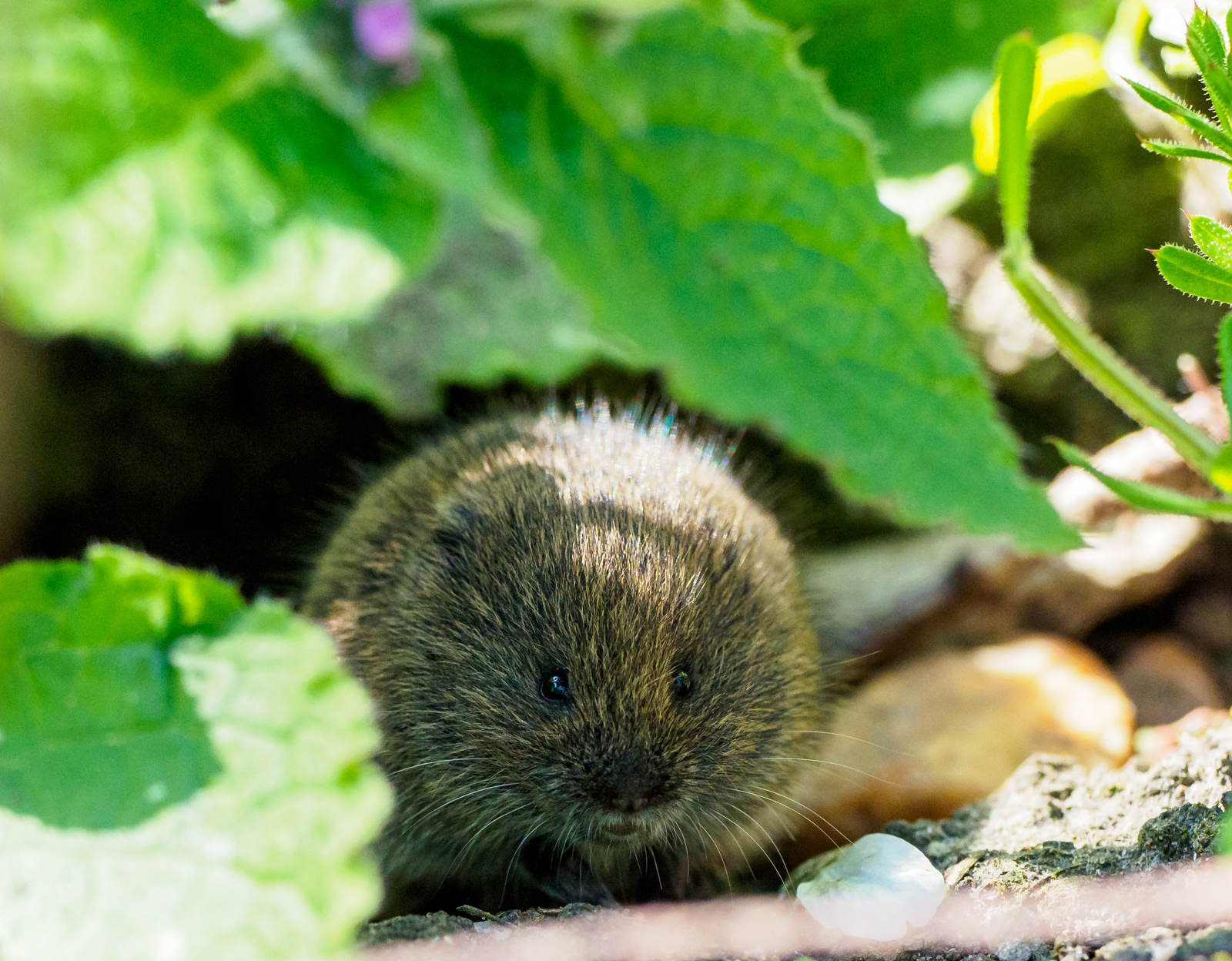 Click image for larger version

Name:	small-4203709.jpg
Views:	100
Size:	1.67 MB
ID:	789325