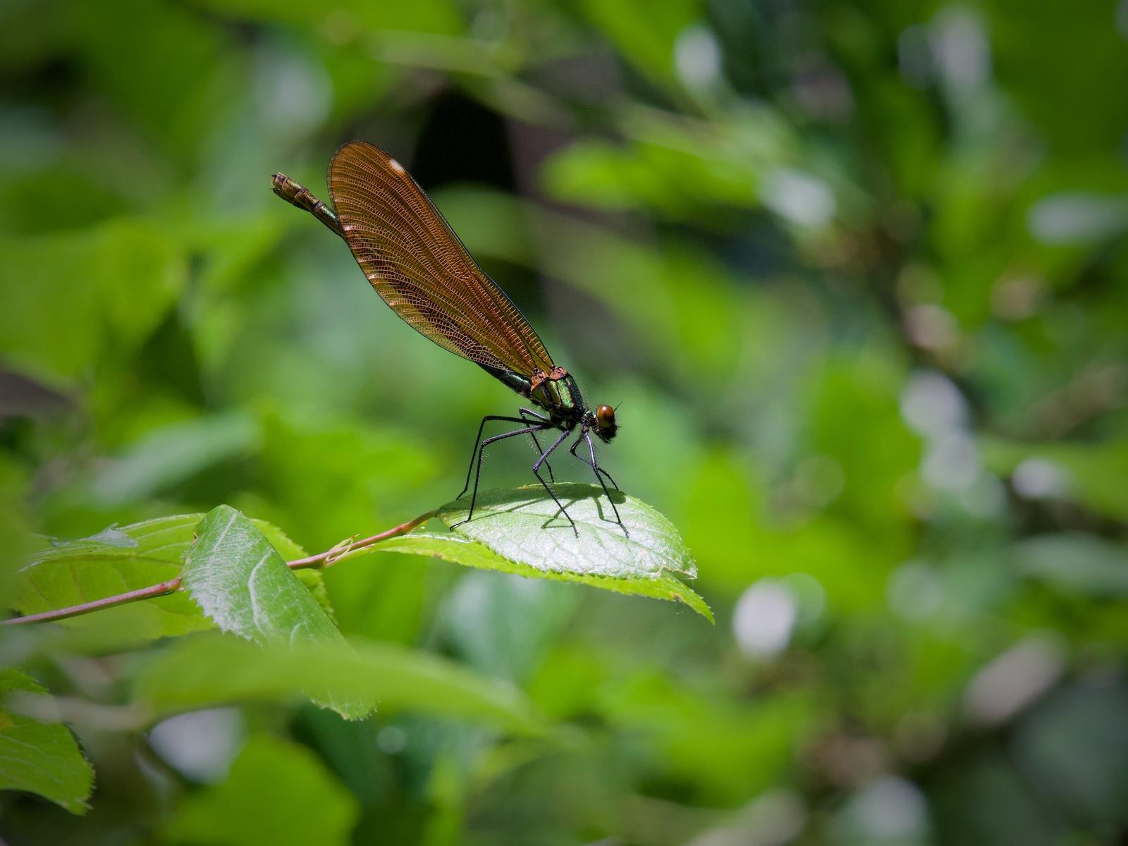 Click image for larger version

Name:	Beautiful Demoiselle copy.jpg
Views:	498
Size:	121.9 KB
ID:	797028