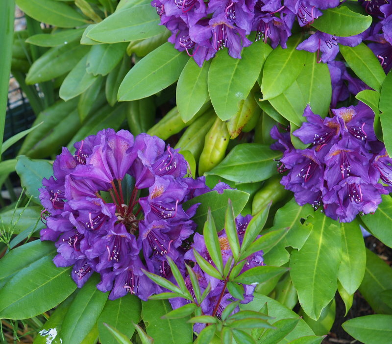 Click image for larger version

Name:	P5214285B3.jpg
Views:	75
Size:	176.4 KB
ID:	799672