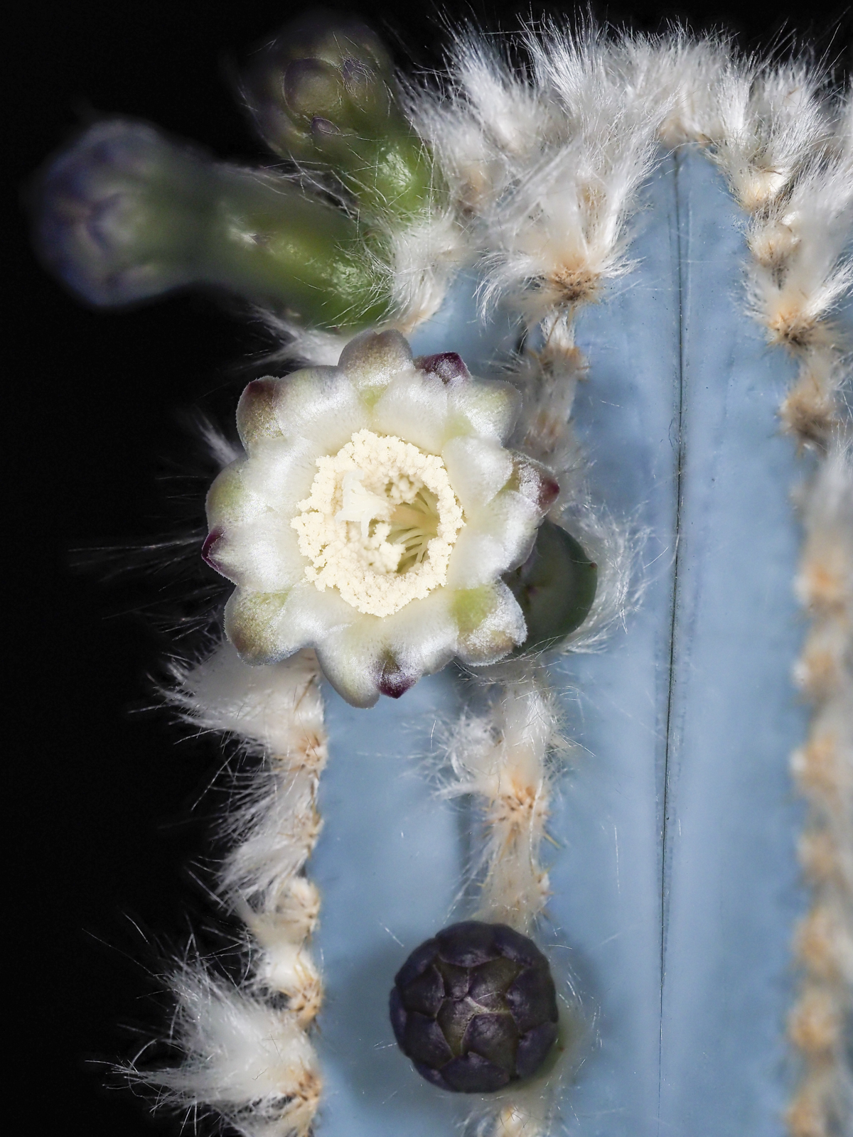 Click image for larger version  Name:	_8110077.jpg Views:	0 Size:	1.14 MB ID:	807783