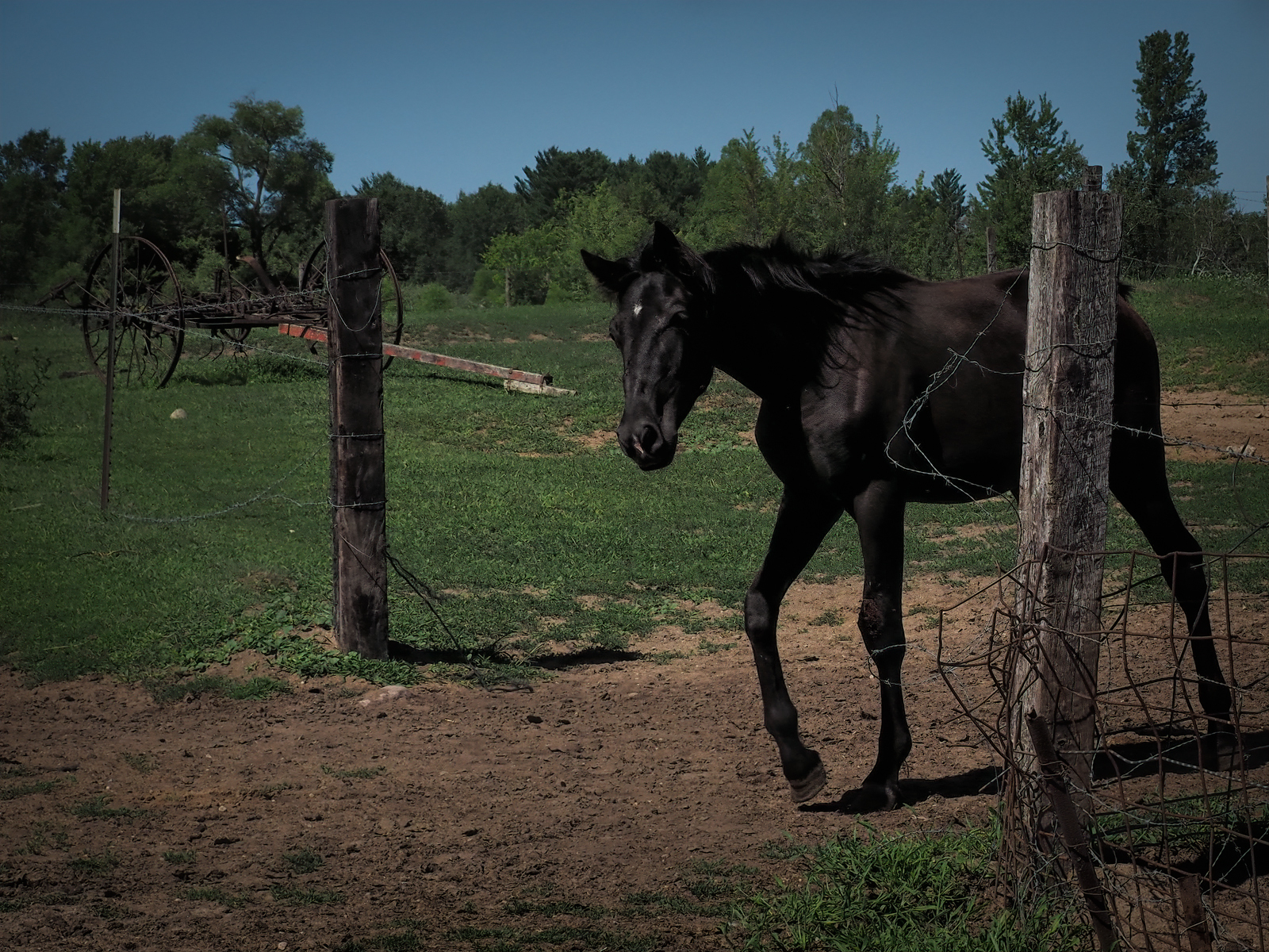 Click image for larger version  Name:	Horses, Rita's foal from 2019-0.jpg Views:	0 Size:	2.01 MB ID:	809358