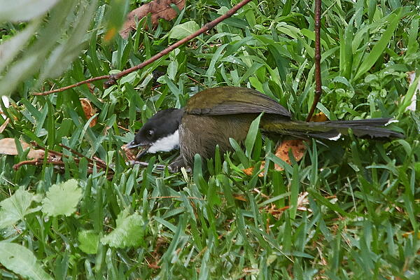 Click image for larger version  Name:	K9200862(CaptOne)adj-mscr-s.jpg Views:	0 Size:	1.17 MB ID:	811751