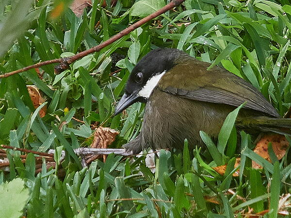 Click image for larger version  Name:	K9200872(CaptOne)adj-scr-s.jpg Views:	0 Size:	1.31 MB ID:	811752