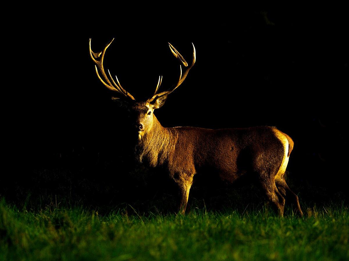 Click image for larger version

Name:	Red Deer Stag 1 (Large).jpg
Views:	202
Size:	197.9 KB
ID:	812961