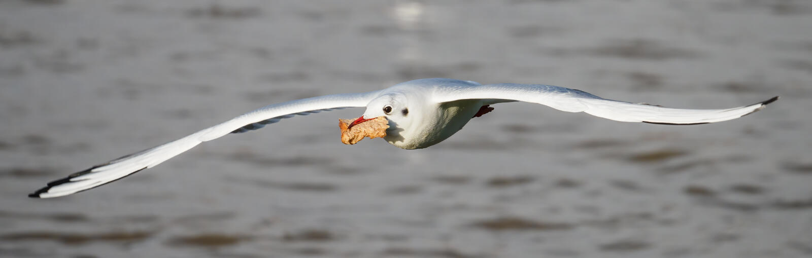 Click image for larger version  Name:	black-headed_gull_bread_abberton_a_E-M1X_06180.jpg Views:	0 Size:	62.3 KB ID:	819205