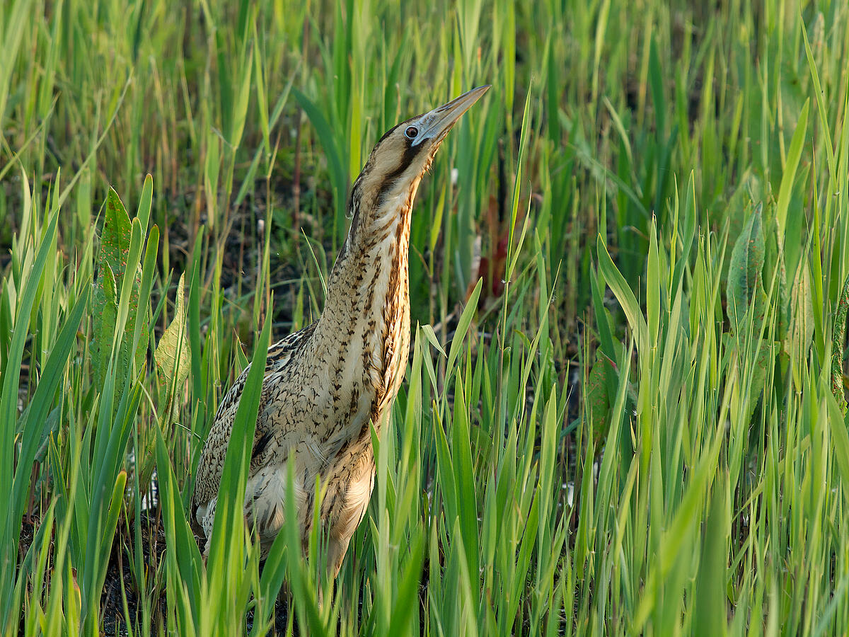 Bitterns - Olympus UK E-System User Group