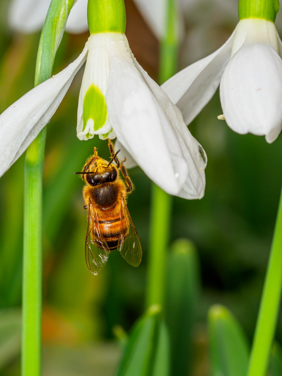 Click image for larger version

Name:	20210202-P2022380.jpg
Views:	128
Size:	730.5 KB
ID:	824066