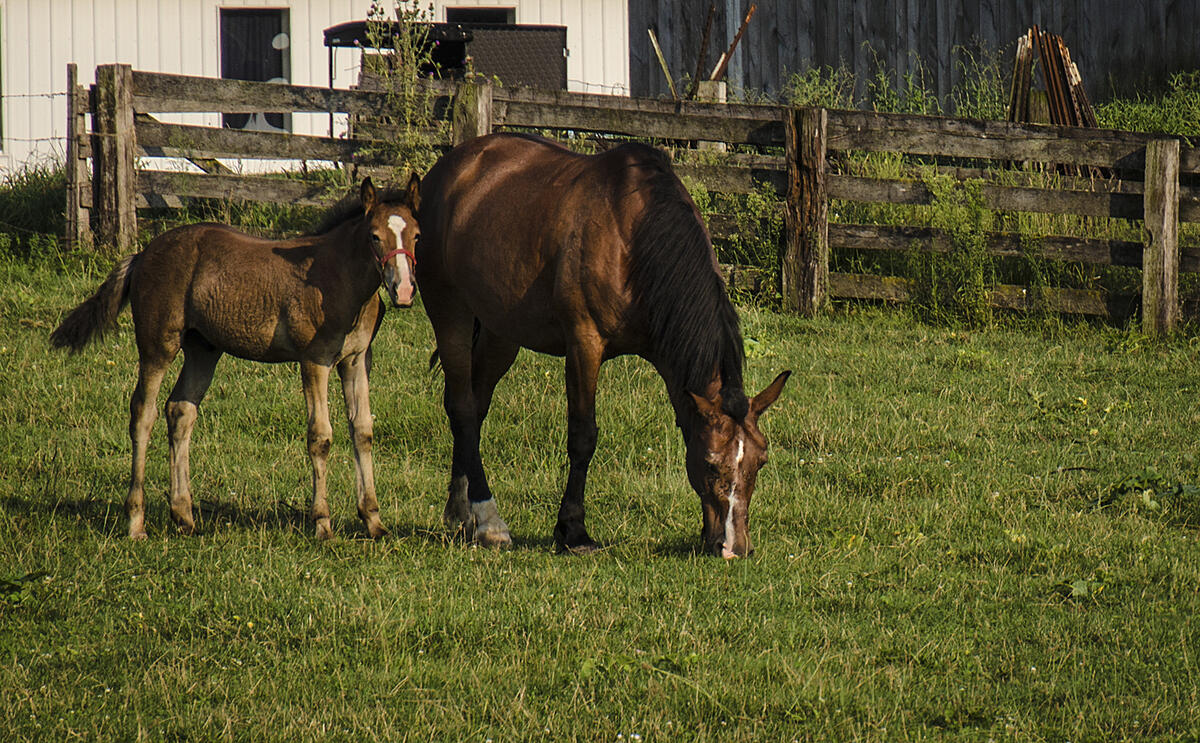 Click image for larger version

Name:	horse reflection, 1-2.jpg
Views:	458
Size:	1.59 MB
ID:	828440