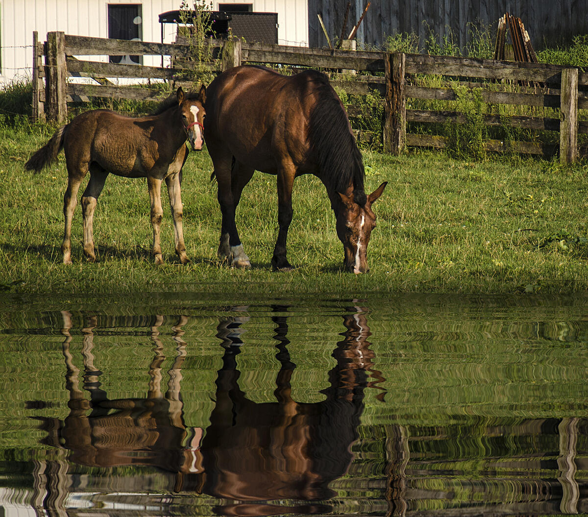 Click image for larger version

Name:	horse reflection, 2-2.jpg
Views:	443
Size:	1.99 MB
ID:	828441