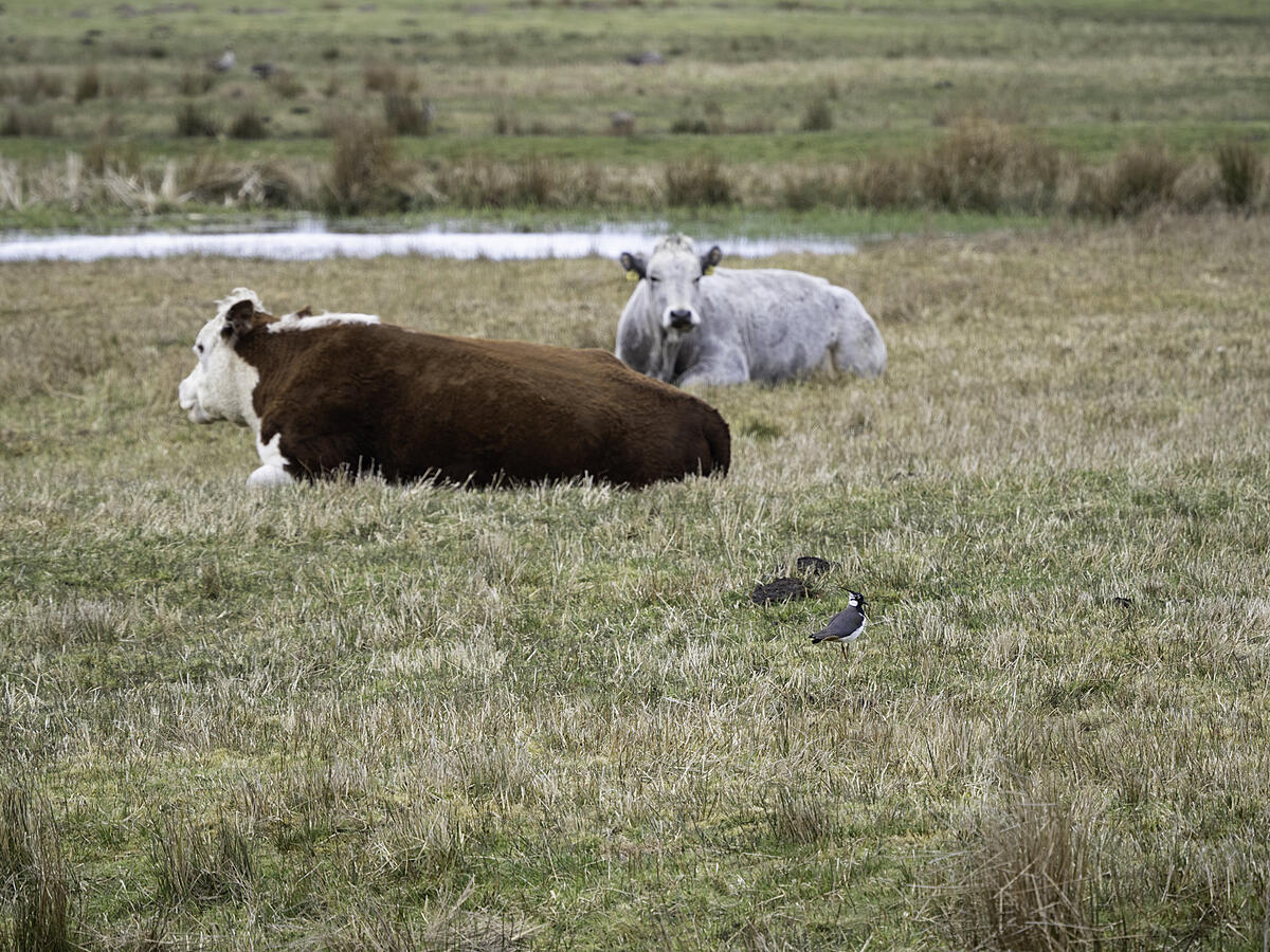 Click image for larger version

Name:	_5050093.jpg
Views:	264
Size:	1.61 MB
ID:	832434