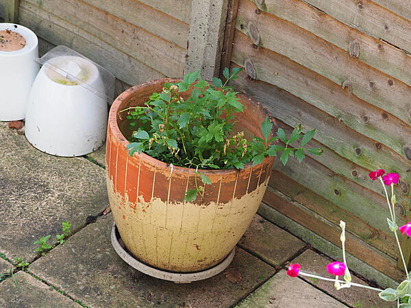 Click image for larger version  Name:	leus pot 75-300 at 75.JPG Views:	0 Size:	364.3 KB ID:	837921