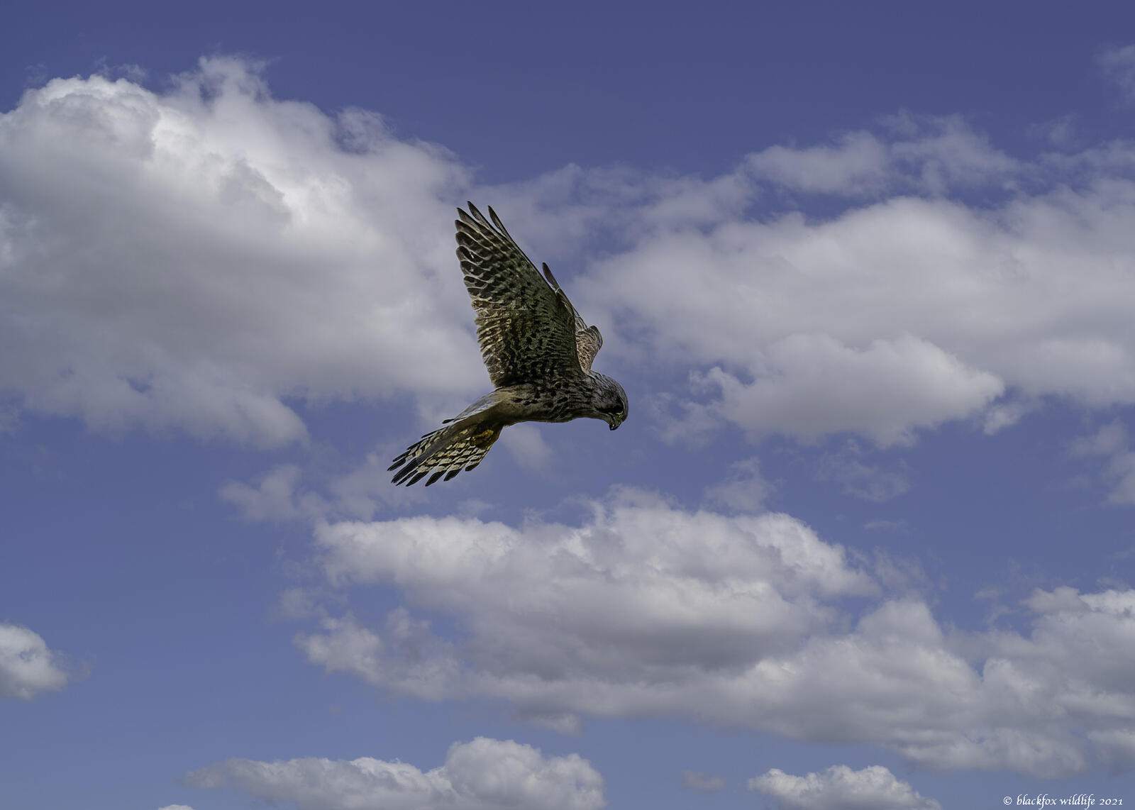 Click image for larger version

Name:	bovver hover .jpg
Views:	423
Size:	111.1 KB
ID:	838795