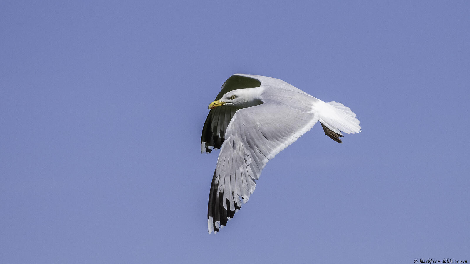 Click image for larger version

Name:	droopy .jpg
Views:	89
Size:	96.6 KB
ID:	839283