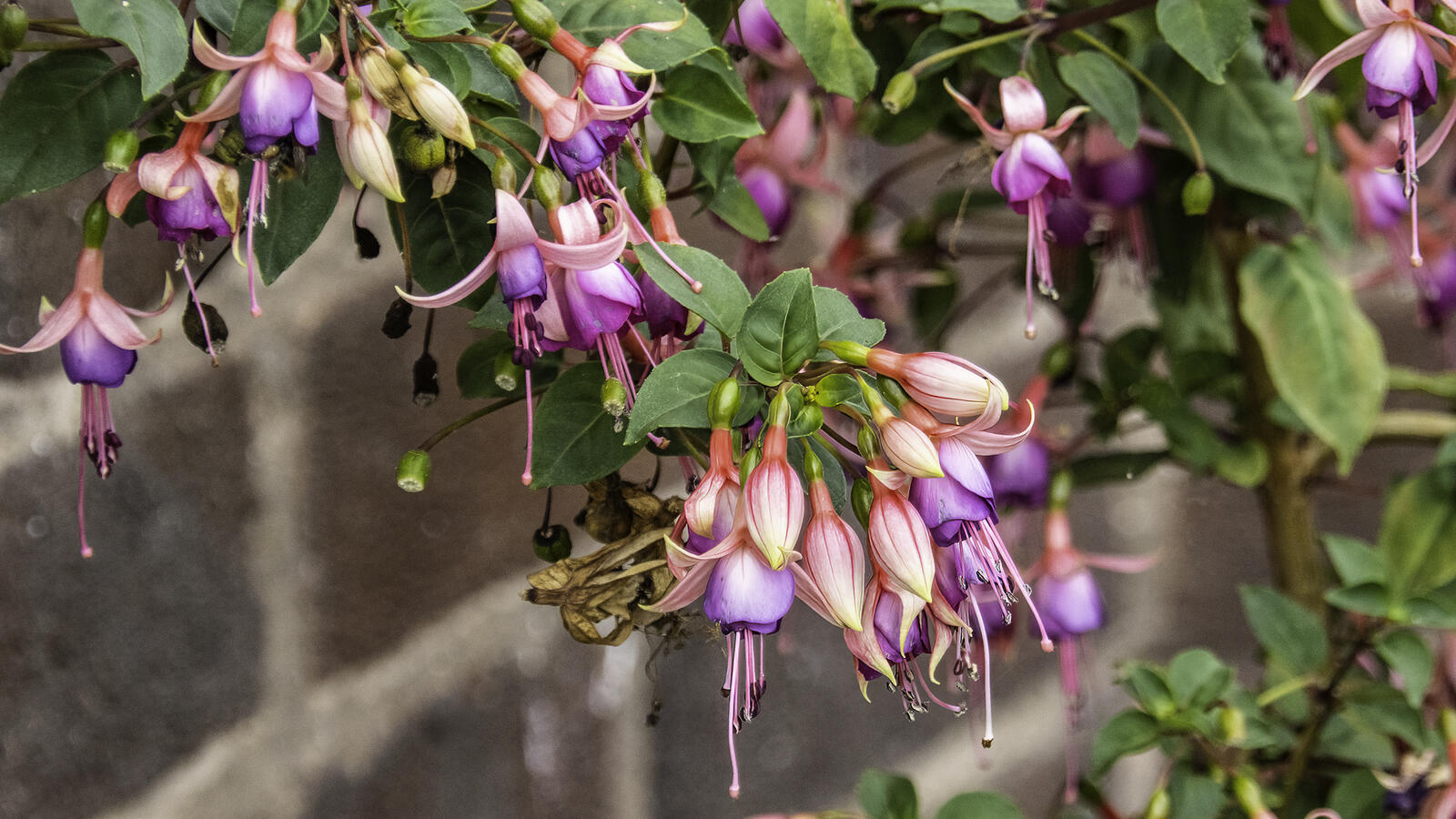 Click image for larger version

Name:	fuchia .jpg
Views:	194
Size:	258.6 KB
ID:	840659