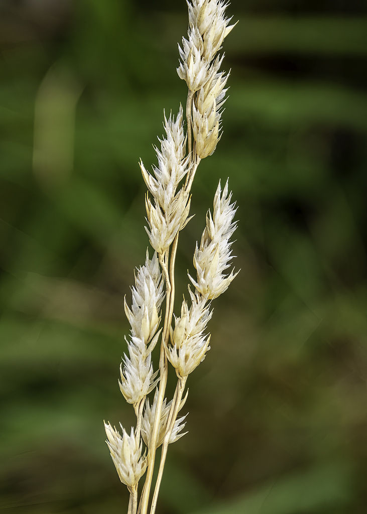 Click image for larger version

Name:	blowing in the wind .jpg
Views:	137
Size:	449.4 KB
ID:	840780