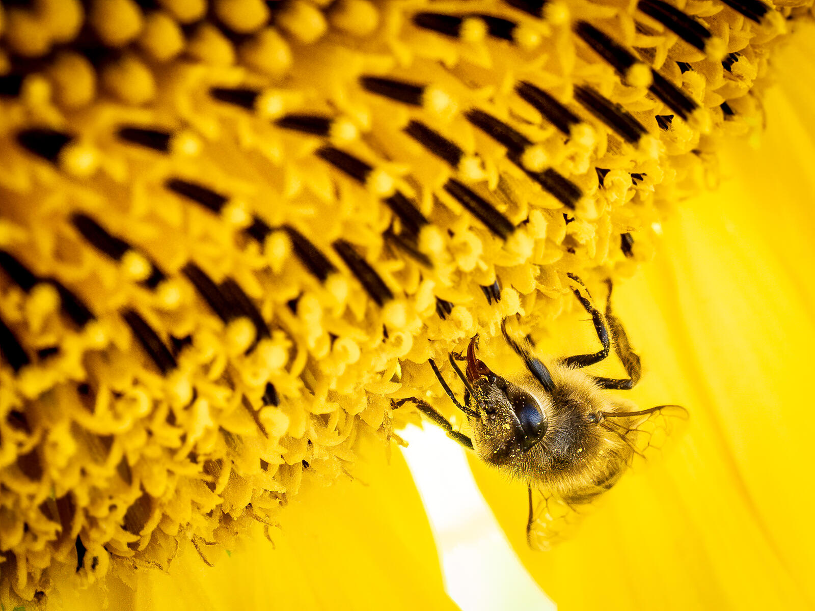 Click image for larger version

Name:	P8083294-Edit.jpg
Views:	780
Size:	342.3 KB
ID:	841892