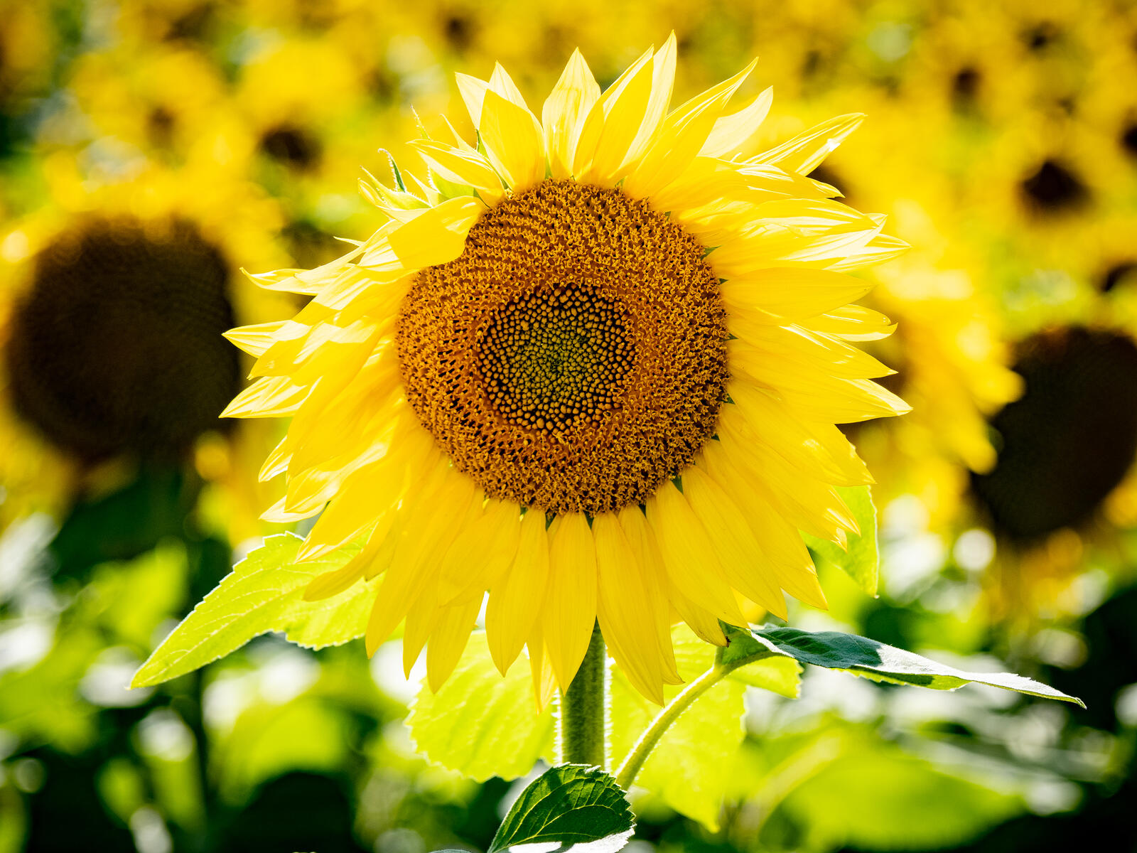 Click image for larger version

Name:	P8083255.jpg
Views:	106
Size:	380.0 KB
ID:	841893