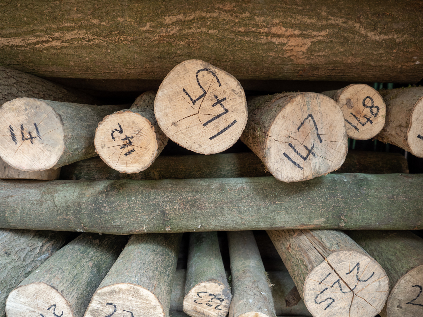 Click image for larger version  Name:	20210815-P8156606.jpg Views:	0 Size:	1.38 MB ID:	843227