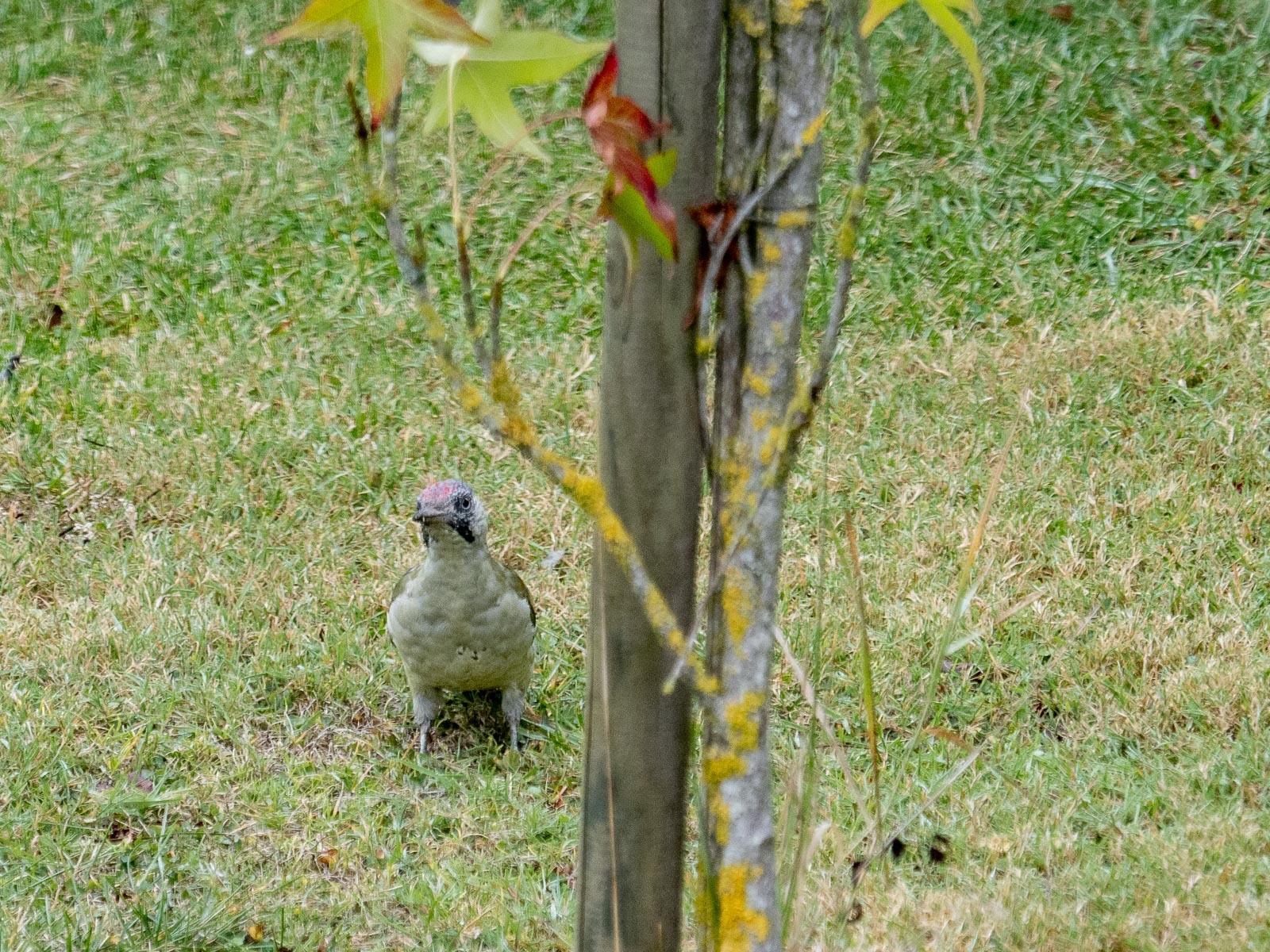 Click image for larger version

Name:	PA023798.jpg
Views:	710
Size:	738.2 KB
ID:	847030