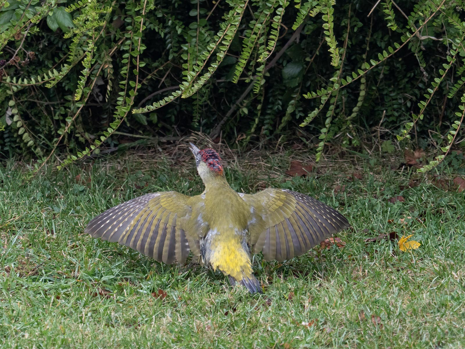 Click image for larger version

Name:	PA023792-Edit-Edit.jpg
Views:	99
Size:	688.0 KB
ID:	847031