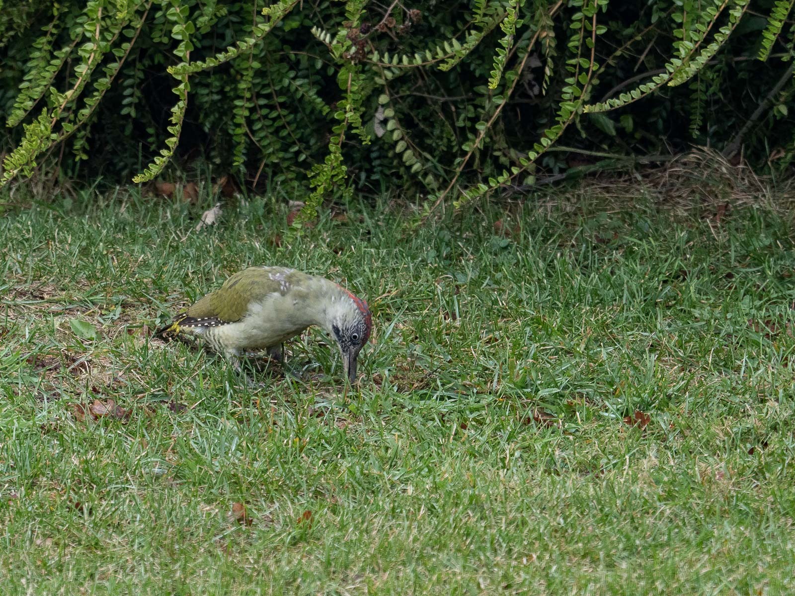 Click image for larger version

Name:	PA023805-Edit.jpg
Views:	94
Size:	656.2 KB
ID:	847032