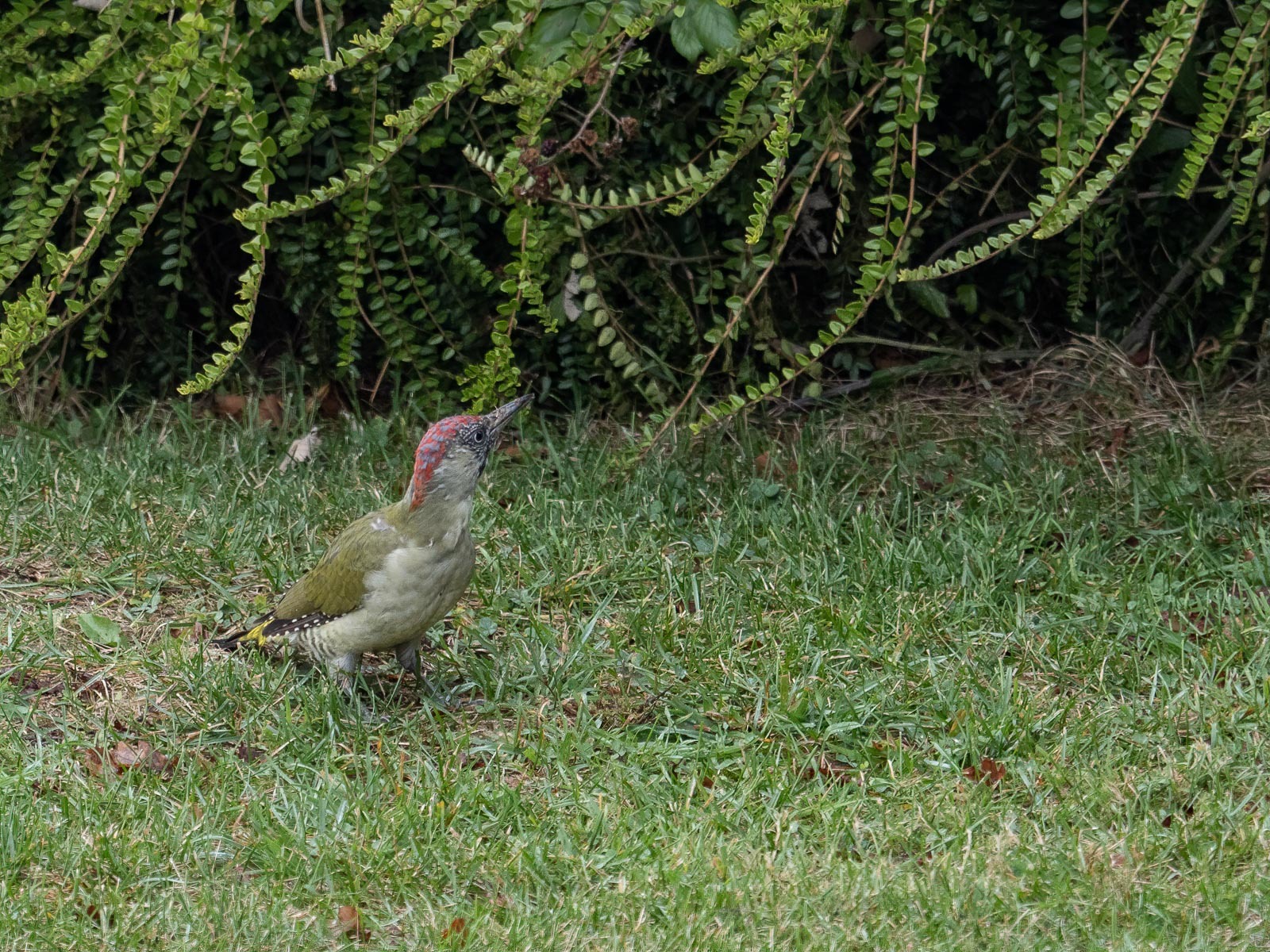 Click image for larger version

Name:	PA023809-Edit.jpg
Views:	97
Size:	730.3 KB
ID:	847033