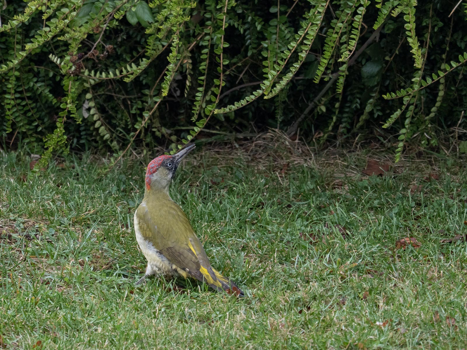 Click image for larger version

Name:	PA023790-Edit.jpg
Views:	95
Size:	655.8 KB
ID:	847034