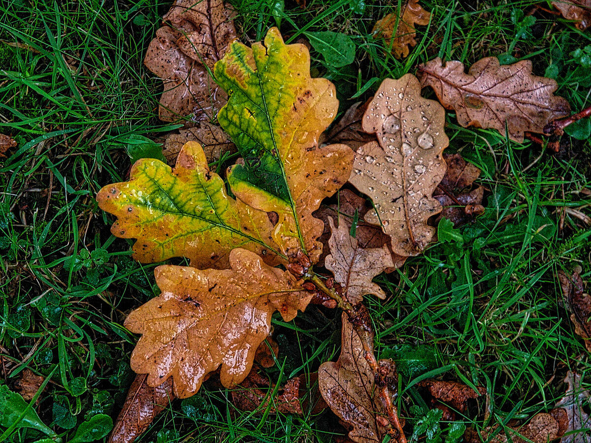 Click image for larger version

Name:	P1012934_DxO.jpg
Views:	84
Size:	595.3 KB
ID:	850056