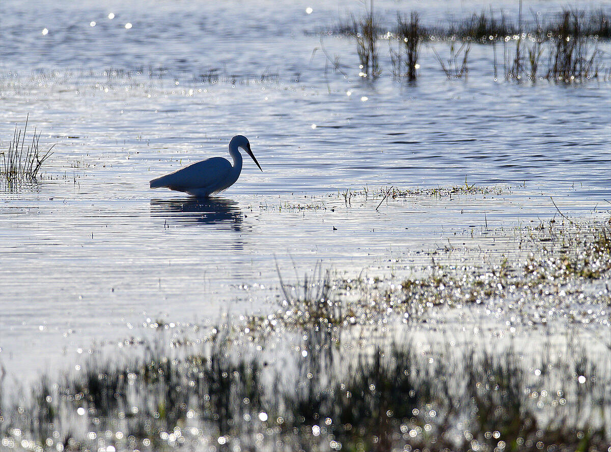 Click image for larger version

Name:	Egret sparkle-denoise small.jpg
Views:	469
Size:	2.89 MB
ID:	850334