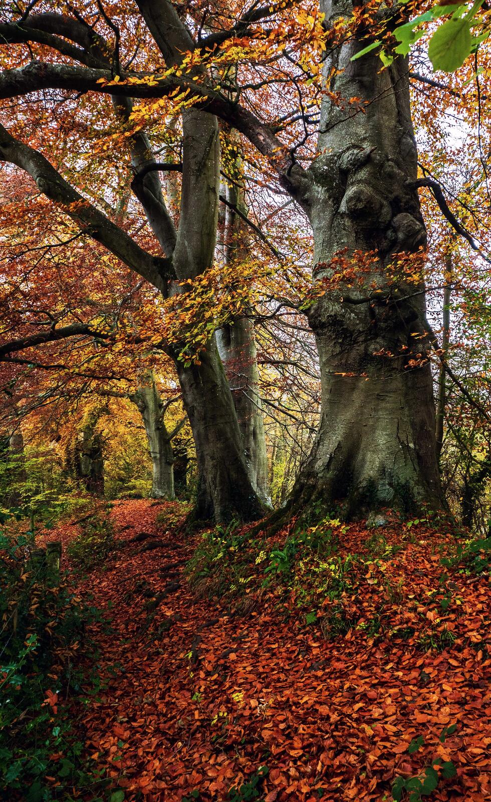 Click image for larger version

Name:	Fonthill Beech path.jpg
Views:	243
Size:	584.6 KB
ID:	851596