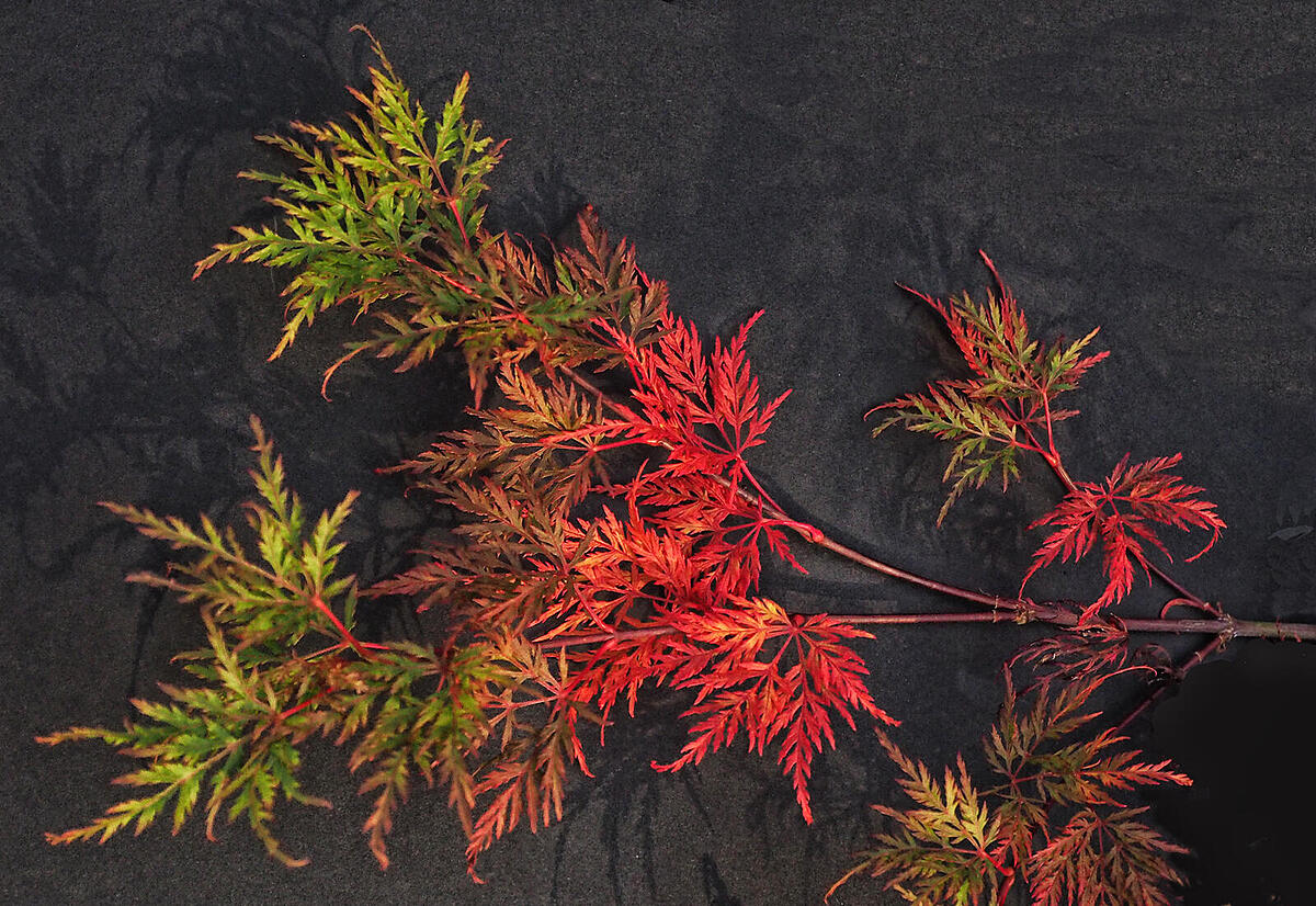 Click image for larger version

Name:	autumn colours.jpg
Views:	229
Size:	373.5 KB
ID:	851829