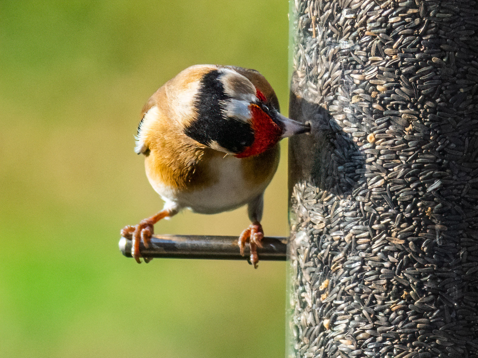 Click image for larger version

Name:	P1181005-Edit-Edit.jpg
Views:	148
Size:	593.6 KB
ID:	856232