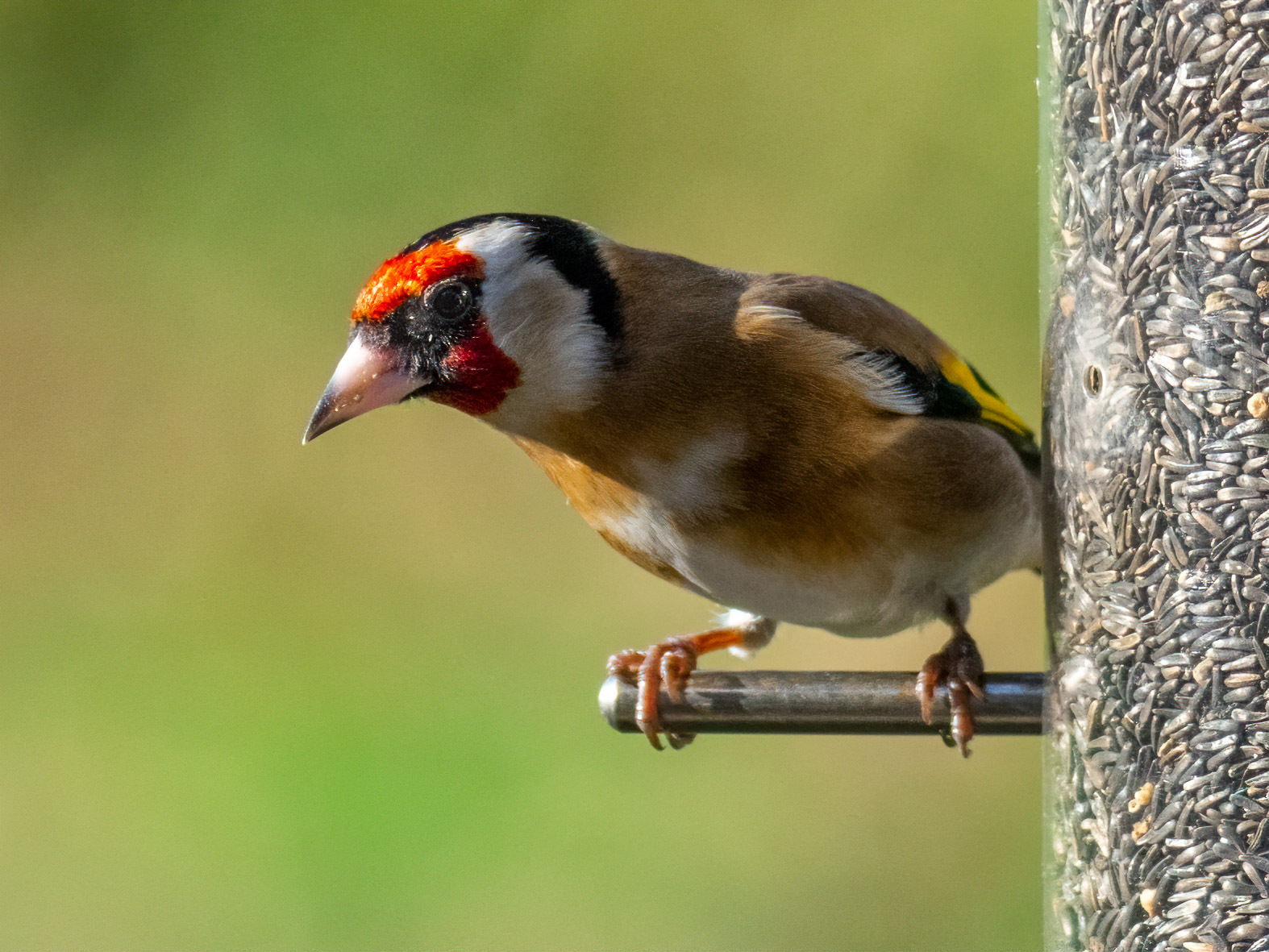Click image for larger version

Name:	P1181000-Edit-Edit.jpg
Views:	147
Size:	593.6 KB
ID:	856233