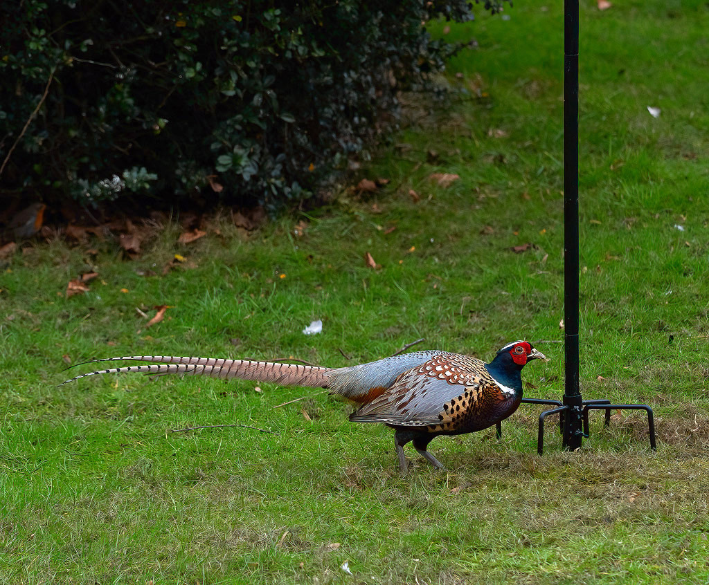 Click image for larger version

Name:	Pheasant.jpg
Views:	490
Size:	466.4 KB
ID:	856601