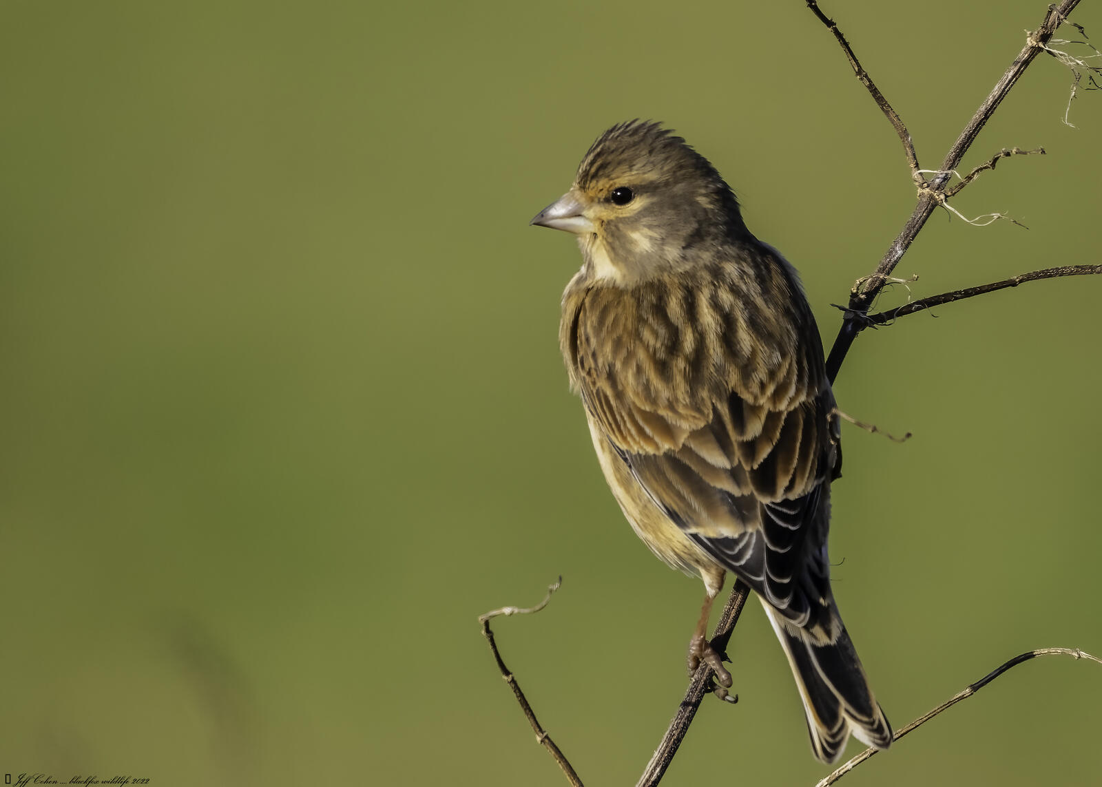 Click image for larger version  Name:	early linnet init .jpg Views:	0 Size:	127.7 KB ID:	856912