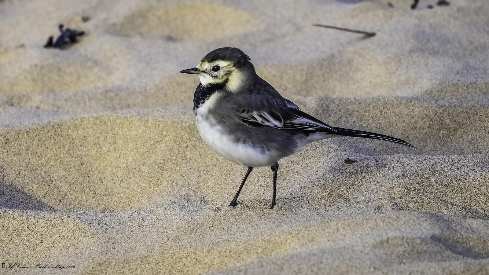 Click image for larger version  Name:	beachy ed'.jpg Views:	0 Size:	301.8 KB ID:	856917