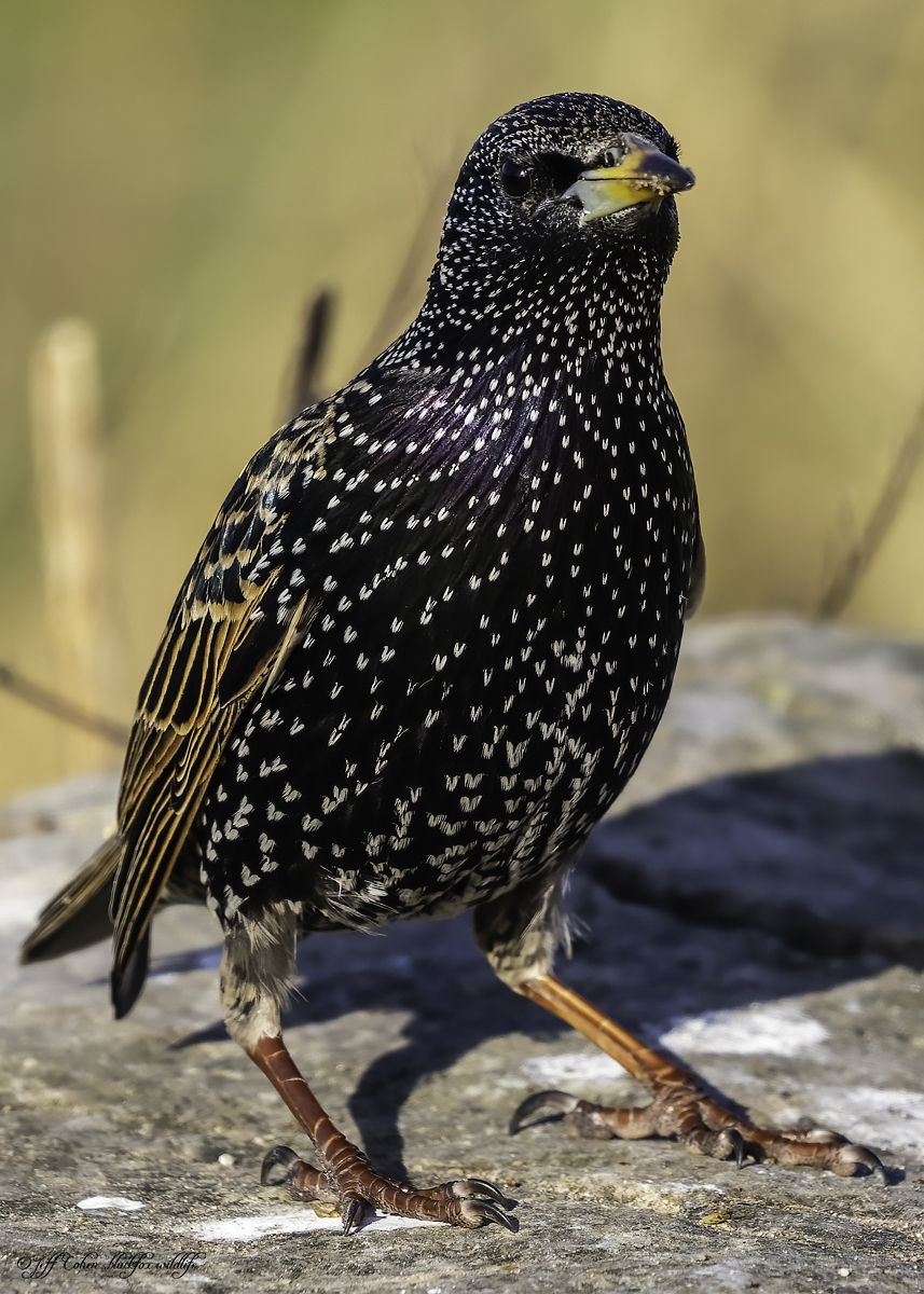 Click image for larger version

Name:	staring starling .jpg
Views:	414
Size:	724.9 KB
ID:	857032