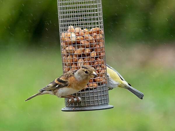 Click image for larger version

Name:	P2181174-Edit.jpg
Views:	452
Size:	409.8 KB
ID:	859770