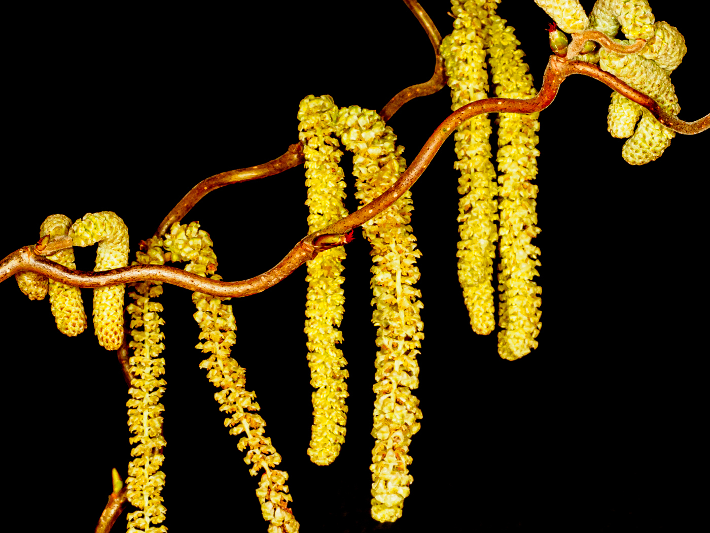 Click image for larger version  Name:	P3012950.jpg Views:	74 Size:	982.4 KB ID:	862462